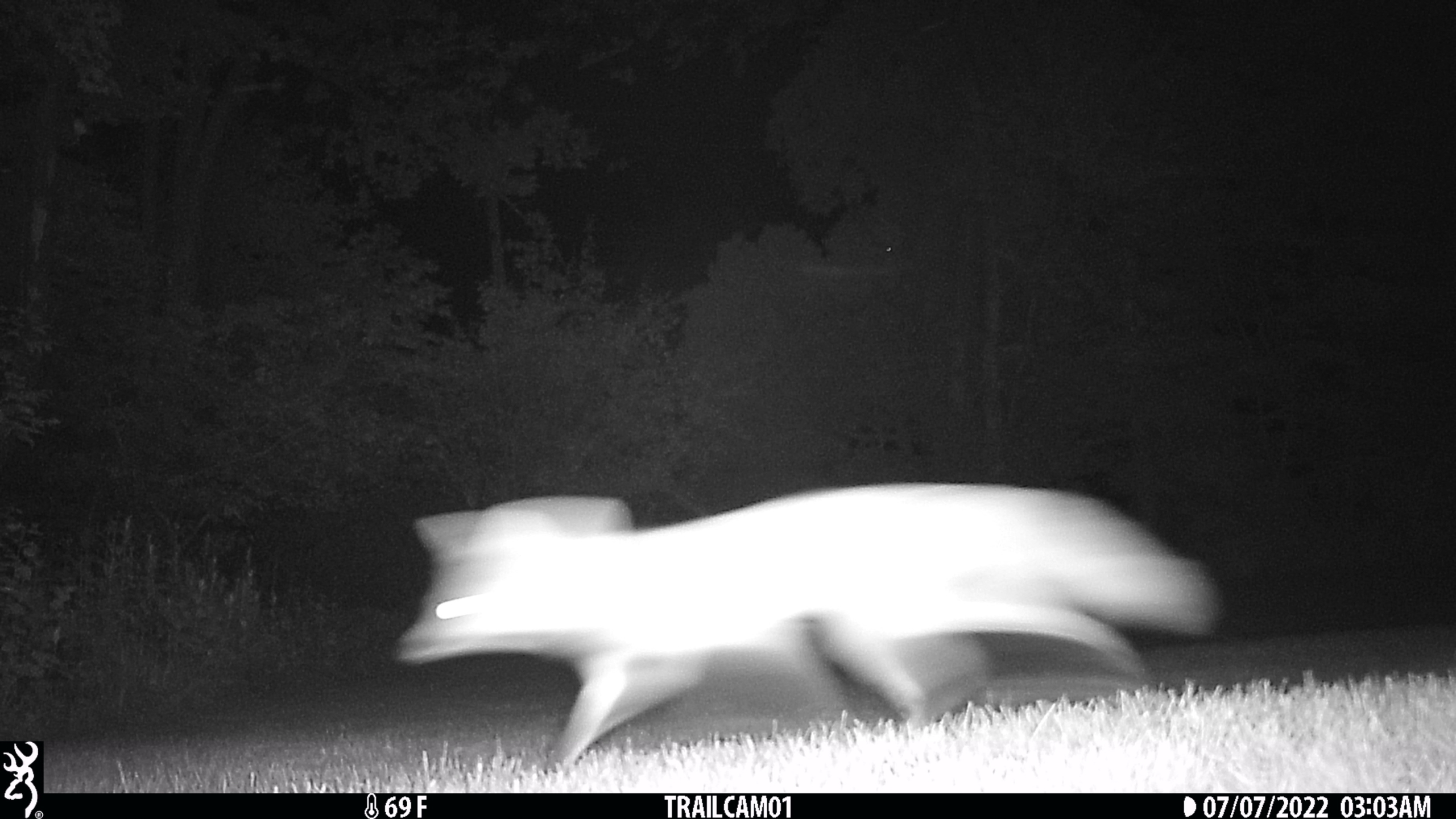 20220707 fox on trailcam orig (3)