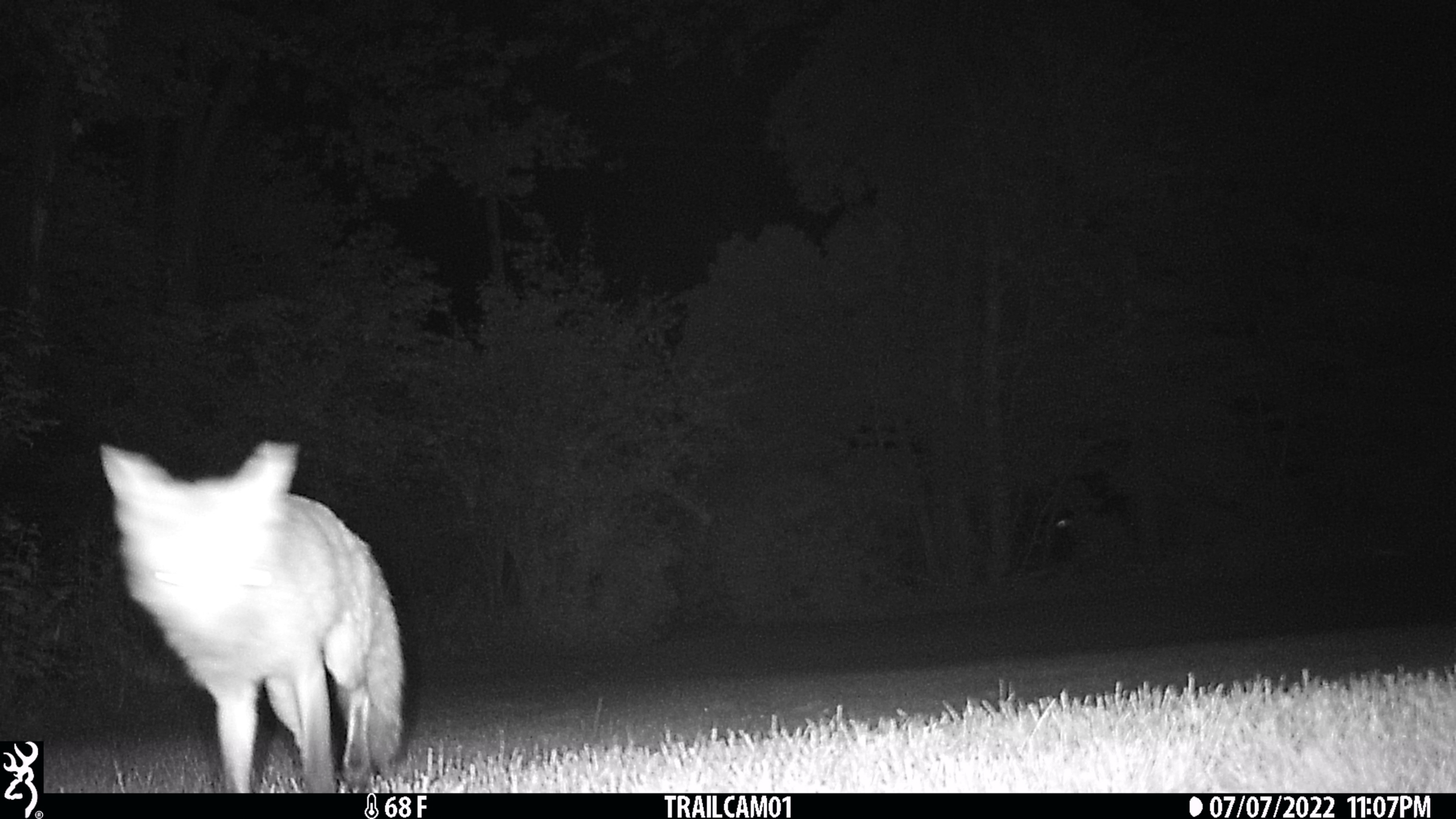 20220707 fox on trailcam orig (7)