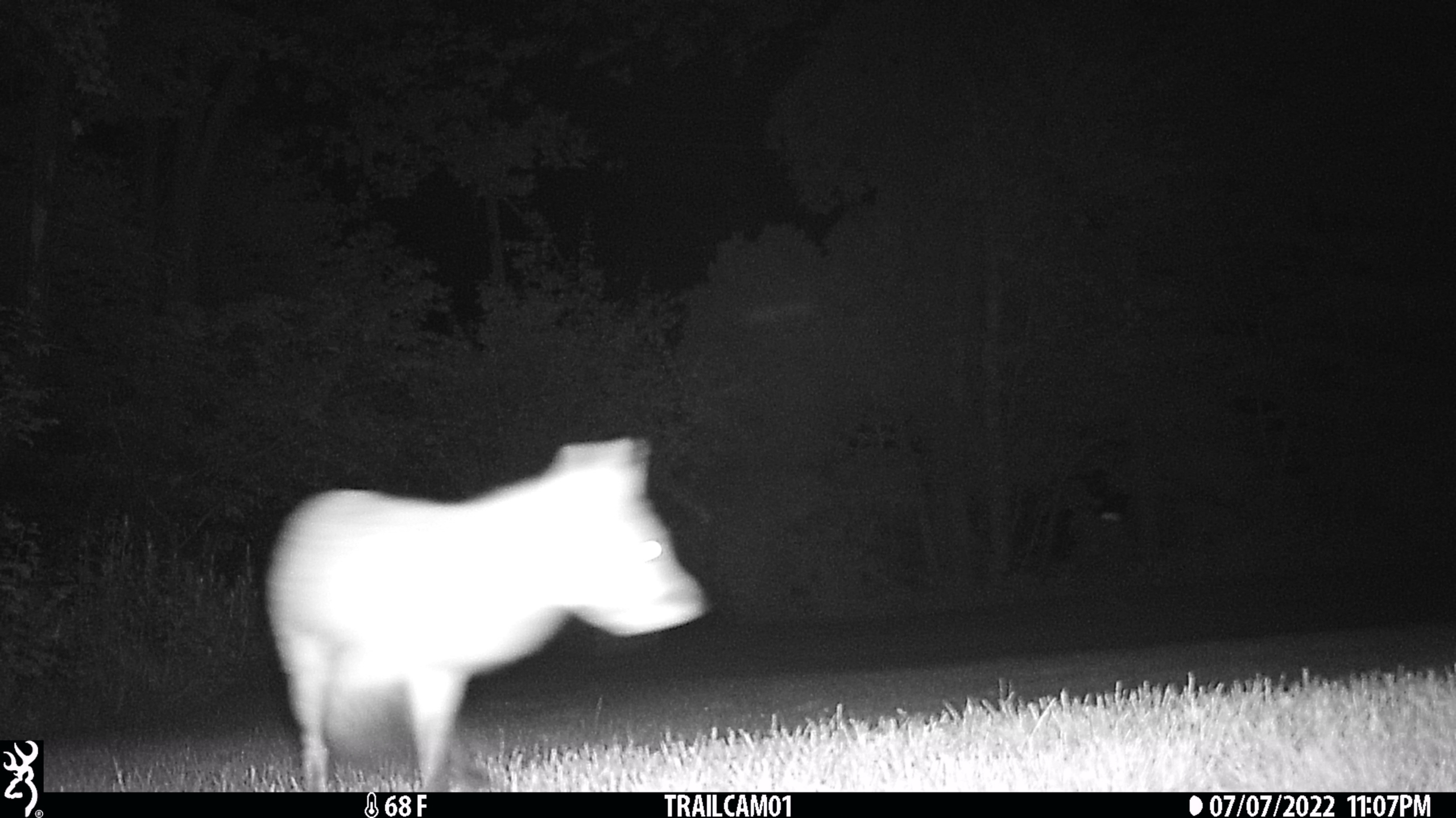 20220707 fox on trailcam orig (8)