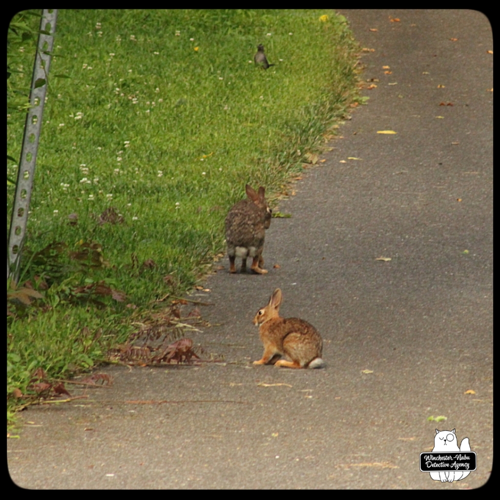 20220714 bunnies (1)