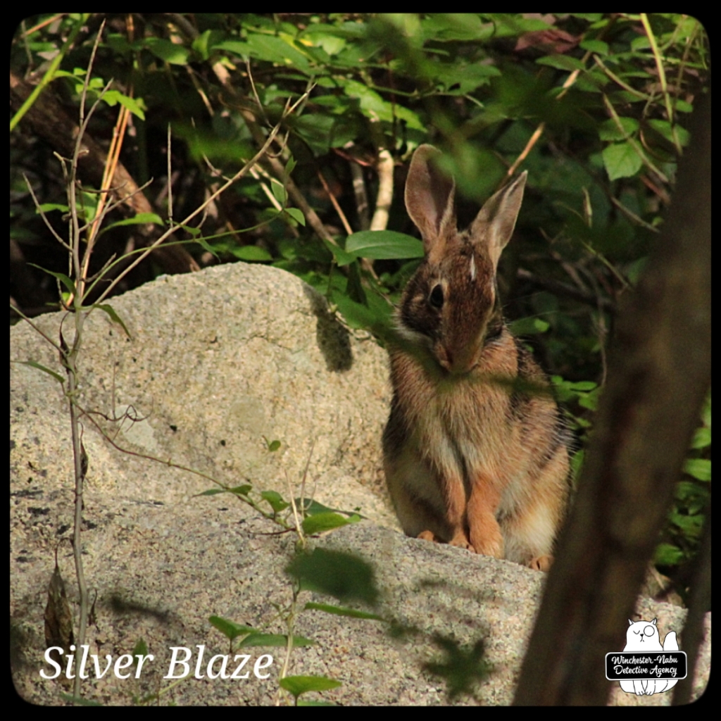 20220714 bunny Silver Blaze (4)