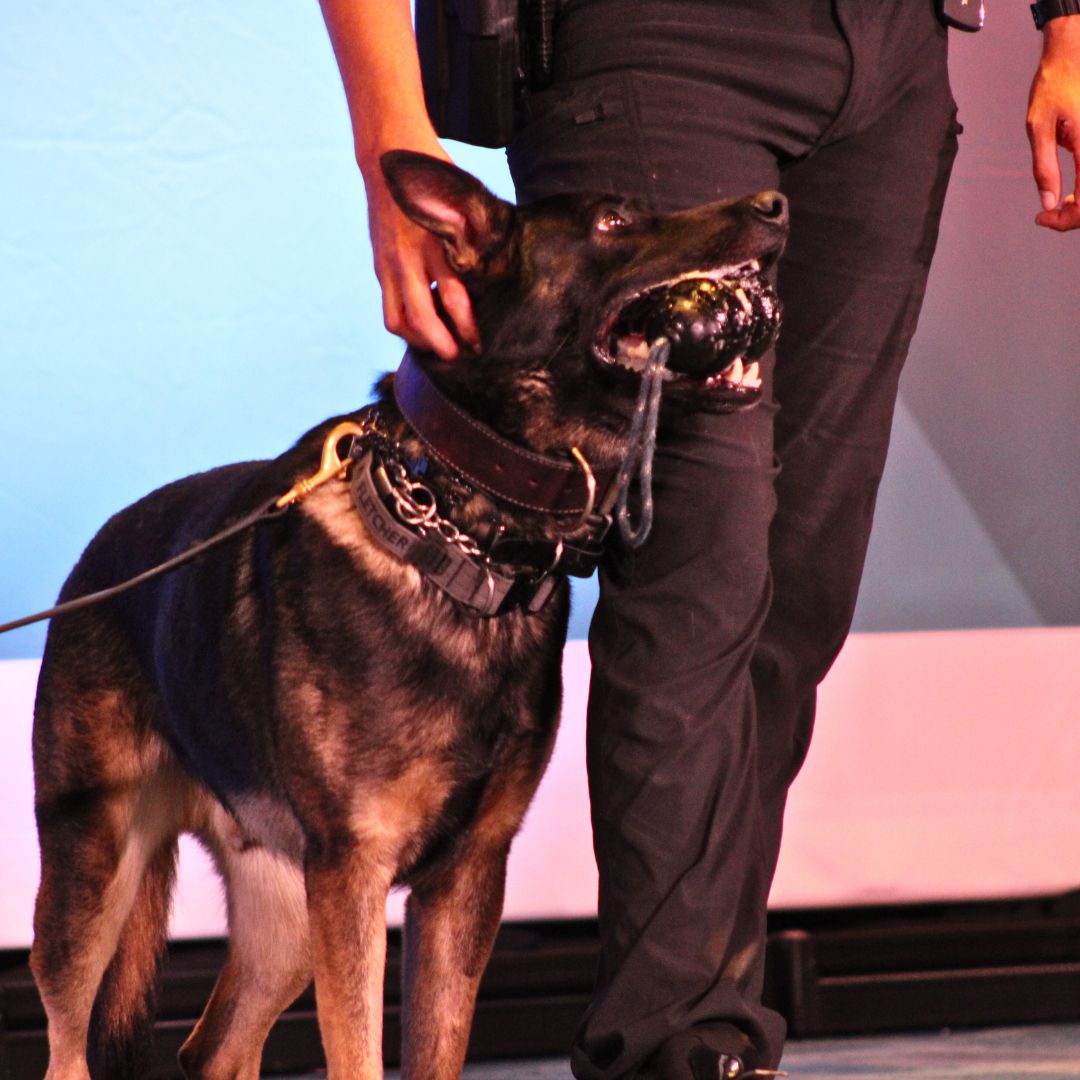 crimecon Orlando K9 Fletch (2) Amber Unmasked