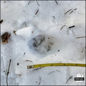 bobcat tracks in the snow from February 18, 2024