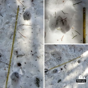 collage of bobcat tracks in the snow from February 18, 2024