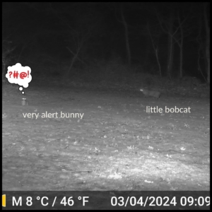 2024-03-04 tiny bunny rabbit on the left with cartoon thought bubble of danger; little bobcat on the right stalking the prey.