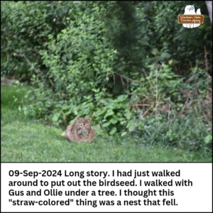 2024-09-09 Bobcat lying in grass. Caption: Long story. I had just walked around to put out the birdseed. I walked with Gus and Ollie under a tree. I thought this "straw-colored" thing was a nest that fell.