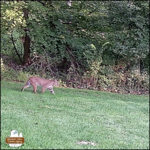 2024-09-10 large bobcat walking through yard