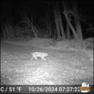 2024-10-26 bobcat walking through yard