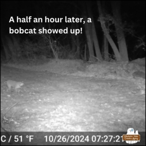 2024-10-26 bobcat walking through yard; text: A half an hour later, a bobcat showed up!