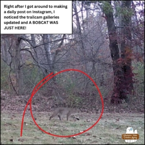 2024-11-02 bobcat circled in red, walking through the yard; caption: Right after I got around to making a daily post on Instagram, I noticed the trailcam galleries updated and a bobcat was just here!