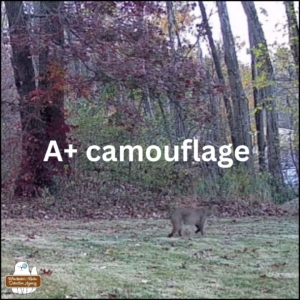 2024-11-02 bobcat walking through the yard; text: A+ camouflage