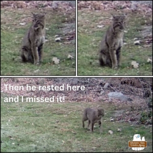 2024-11-02 collage of large bobcat sitting in the yard then walking through the grass. caption: Then he rested here and I missed it!