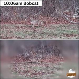 top: 10:06 bobcat bottom: bobcat with focus blur since its camouflage makes it hard to see 2024-12-15