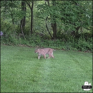 2024-05-22 large bobcat walking through grass