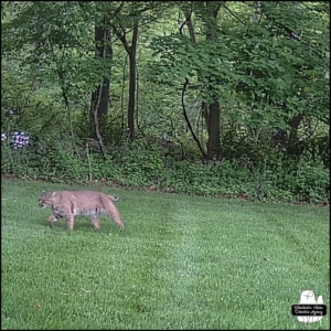 2024-05-22 large bobcat walking through grass