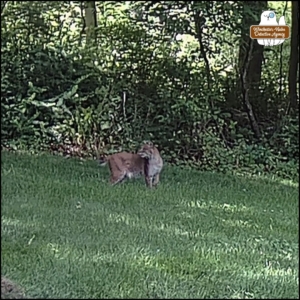 2024-06-08 bobcat looking back over its shoulder when walking through grass