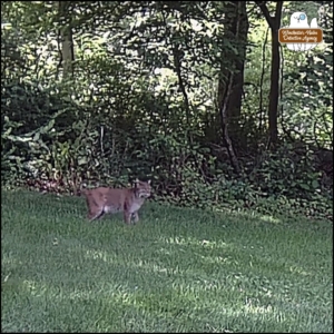 2024-06-08 bobcat walking through grass