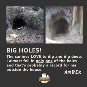 Howling Woods Farm photos of 2 large holes dug deep into the earth by the wolf dogs. caption: "The canines LOVE to dig and dig deep. I almost fell into only one of the holes and that's probably a record for me outside the house. - Amber"