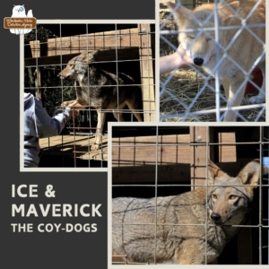 collage of coyote-dog hybrids inside gated enclosures; Ice & Maverick, the coy-dogs