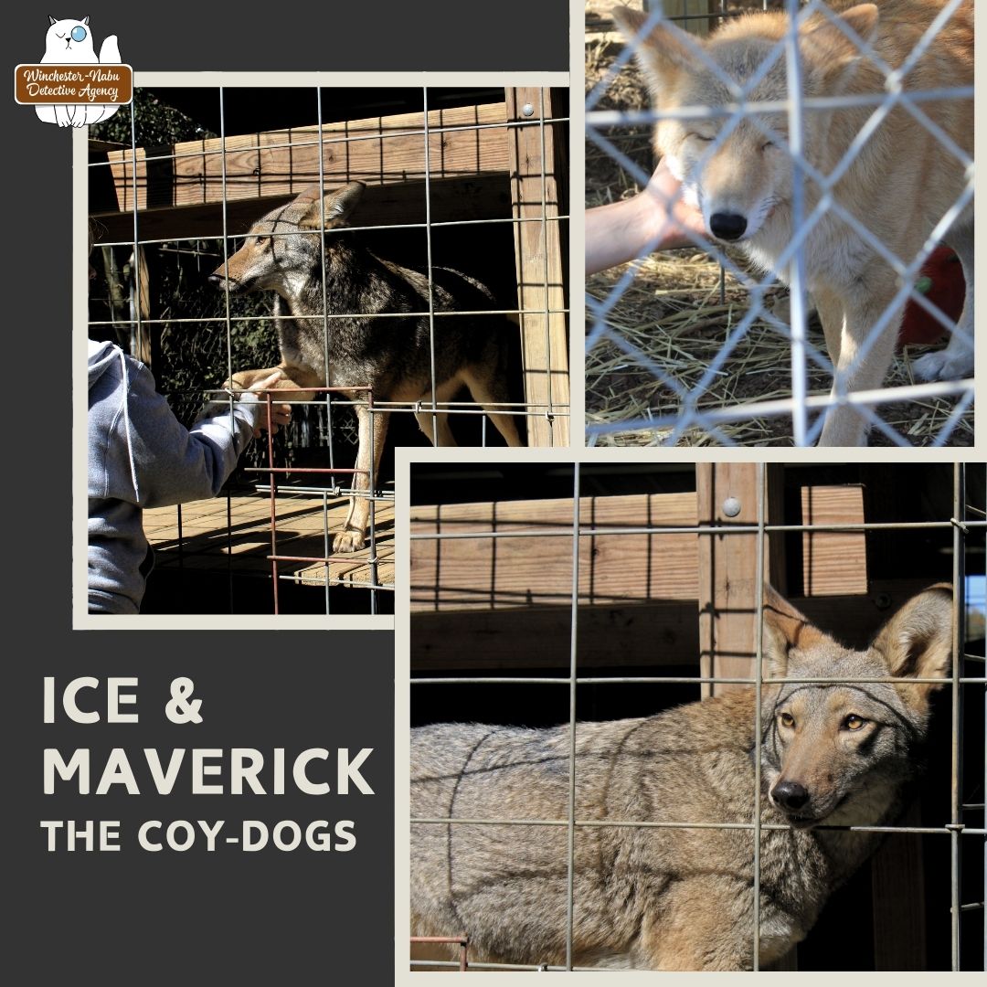 ice and maverick coyote dogs