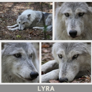 collage of 4 images of the beautiful white and grey wolf dog, Lyra with her pale grey eyes.