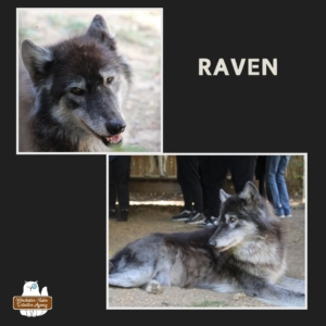 2 photos of nearly all black wolf dog, Raven