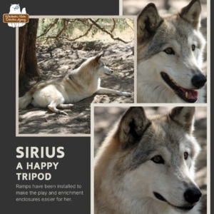 3 images of blonde and grey, three-legged "tripod" wolf dog, Sirius; ramps have ben installed to make the play and enrichment enclosures easier for her.