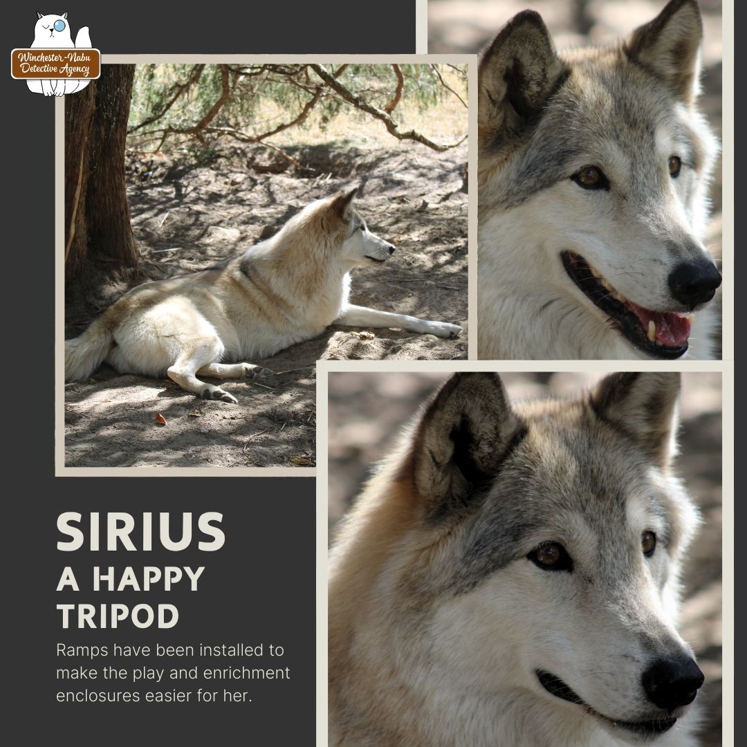 sirius tripod wolf dog