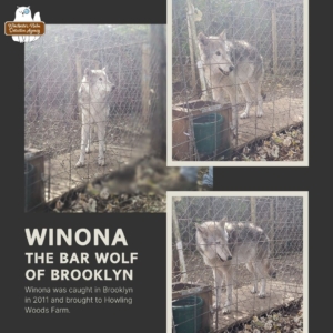 3 images of a tall and svelte wolf dog named Winona, the bar wolf of Brooklyn; Winona was caught in Brooklyn in 2011 and brought to this farm.