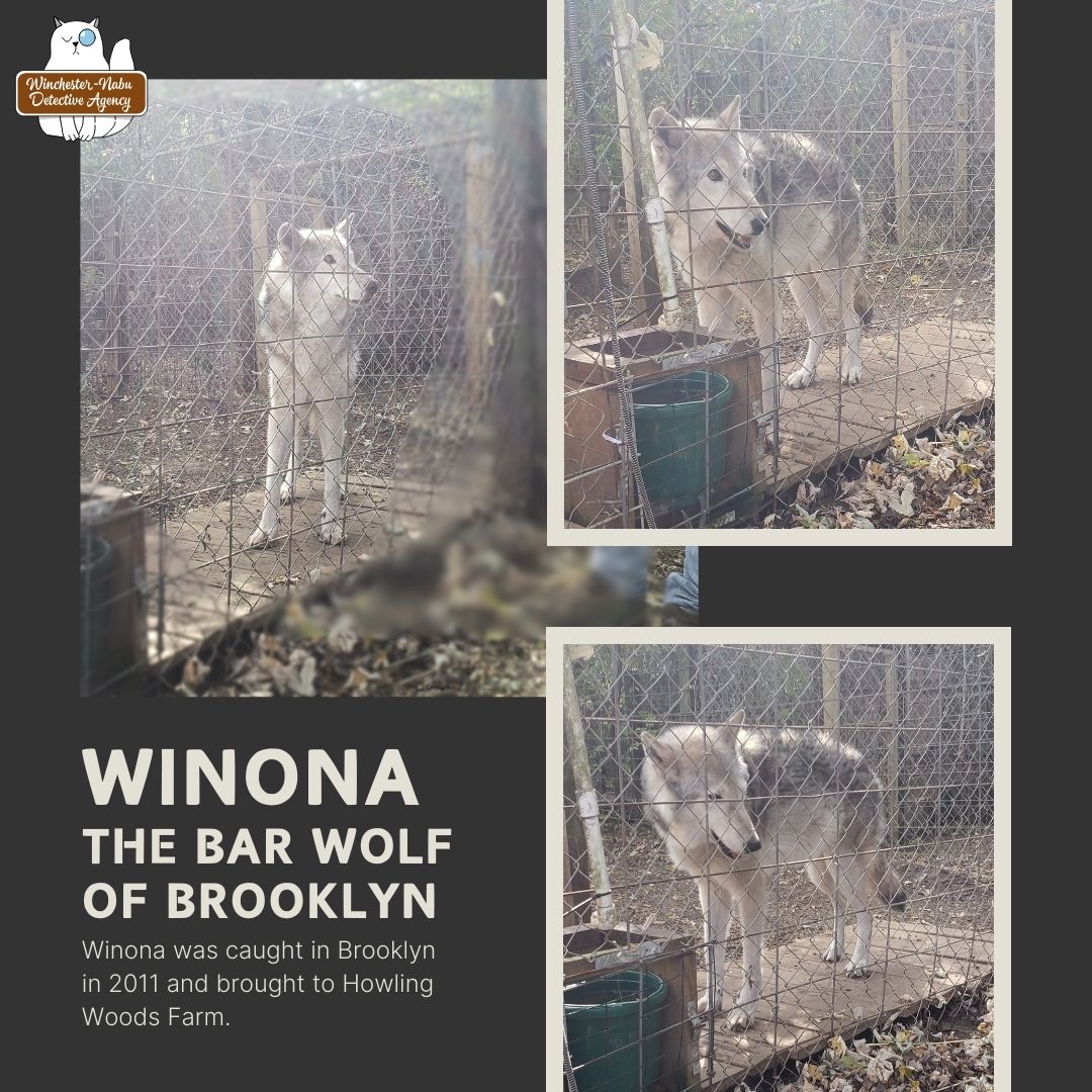 winona wolf dog